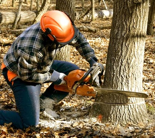 Tree Removal in Normantown, WV